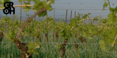 Weingut Groh