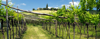 Vineyard