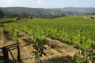 Weinberge