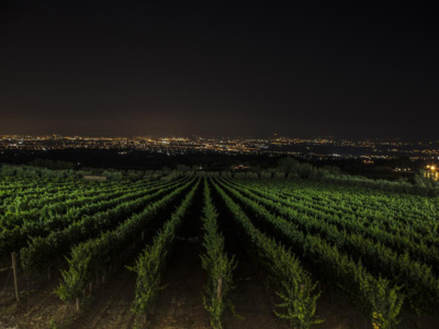 Weinberge