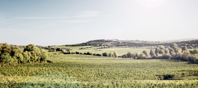Weingut Hensel